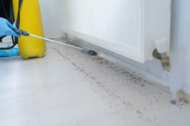 Wasp Removal Services in Wildwood, NJ